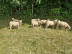 8 Swifter stamboek ooilammeren, Vrouwelijk, Schaap, 0 tot 2 jaar