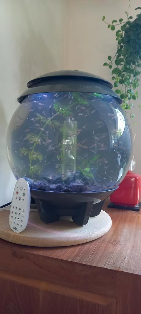 BiOrb Halo aquarium, Dieren en Toebehoren, Vissen | Aquaria en Toebehoren, Gebruikt, Leeg aquarium, Ophalen