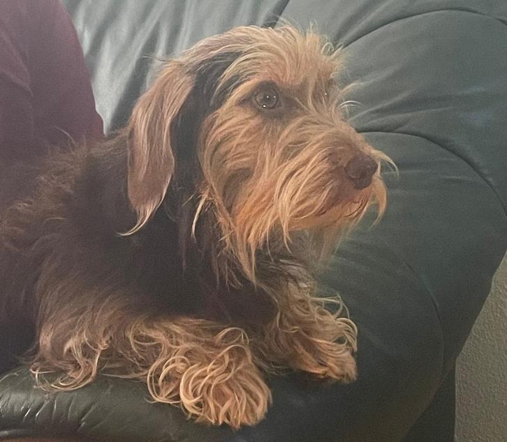 Dekreu teckel choco ten, Dieren en Toebehoren, Honden | Dekreuen, Reu, Particulier, Eén hond, Nederland, 3 tot 5 jaar, CDV (hondenziekte)