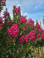 Lagerstroemia indica Pink Velour / 140cm stamhoogte. ‼️, Tuin en Terras, Planten | Bomen, 250 tot 400 cm, Zomer, Ophalen, Volle zon