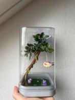 Springspin Terrarium 12x12x20 cm – Paarse Bloem & Kikker, Spin of Schorpioen