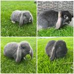 4 lieve tamme franse hangoor konijnen, 3 voedsters, 1 ram, Dieren en Toebehoren, Konijnen, Meerdere dieren, Groot, Hangoor