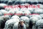 Gezocht atelier schuur werkruimte loods te huur, Groningen