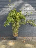 Bamboe Fargesia Obelisk - Niet Woekerend - 150cm, Tuin en Terras, Planten | Tuinplanten, Ophalen, Vaste plant, Siergrassen, Bloeit niet