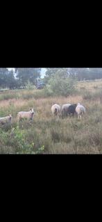 Dekram fokram, Dieren en Toebehoren, Mannelijk, Schaap
