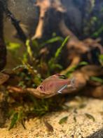 Bloedvlek tetra, Vis, Zoetwatervis