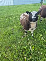 Mooie bonte dekram, Dieren en Toebehoren, Mannelijk, Schaap, 0 tot 2 jaar