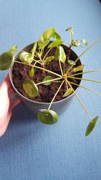 Pannenkoekplant, Ophalen of Verzenden, Halfschaduw, Minder dan 100 cm