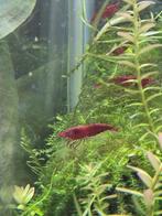 Bloody Mary: prachtige rode garnalen neocaridina, Dieren en Toebehoren, Vissen | Aquariumvissen, Kreeft, Krab of Garnaal, Zoetwatervis