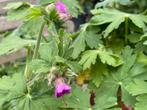 Geranium met stervormig blad, bloeit roze, Ophalen, Halfschaduw
