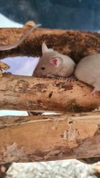 Siamees kleurmuizen te koop, Dieren en Toebehoren, Juni, Meerdere dieren, Muis