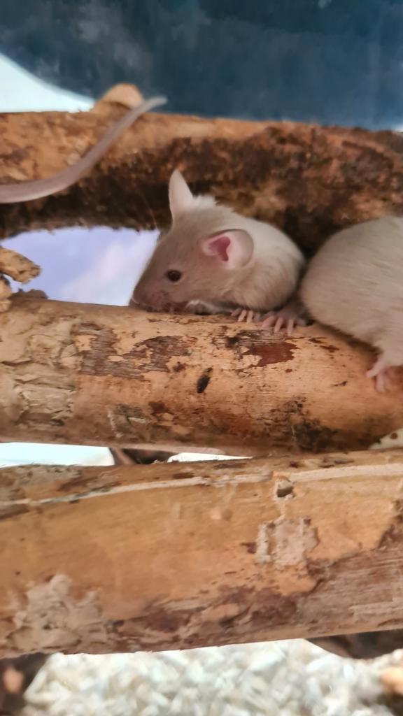 Siamees kleurmuizen te koop, Dieren en Toebehoren, Knaagdieren, Meerdere dieren, Muis, Juni