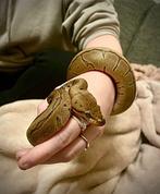 Ballpython 1,5 jaar oud eet goed, Dieren en Toebehoren, Reptielen en Amfibieën, Slang