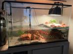 Schildpaddenbak 80x40x50 met toebehoren, Dieren en Toebehoren, Reptielen en Amfibieën | Toebehoren, Ophalen, Zo goed als nieuw