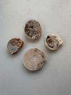 (i) Set van 4 Versteende Ammonieten – Agaat & Kristalvulling, Verzamelen, Mineralen en Fossielen, Verzenden