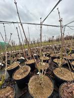 Syringa Belle de Nancy - Sering in 5L pot, Ophalen, Overige soorten, Struik, Minder dan 100 cm