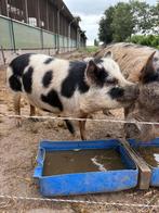 kune kune varkens, Dieren en Toebehoren, Schapen, Geiten en Varkens, Vrouwelijk, Varken, 3 tot 5 jaar