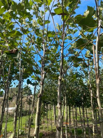 Dak platanen. Dak Liquidambar beschikbaar voor biedingen