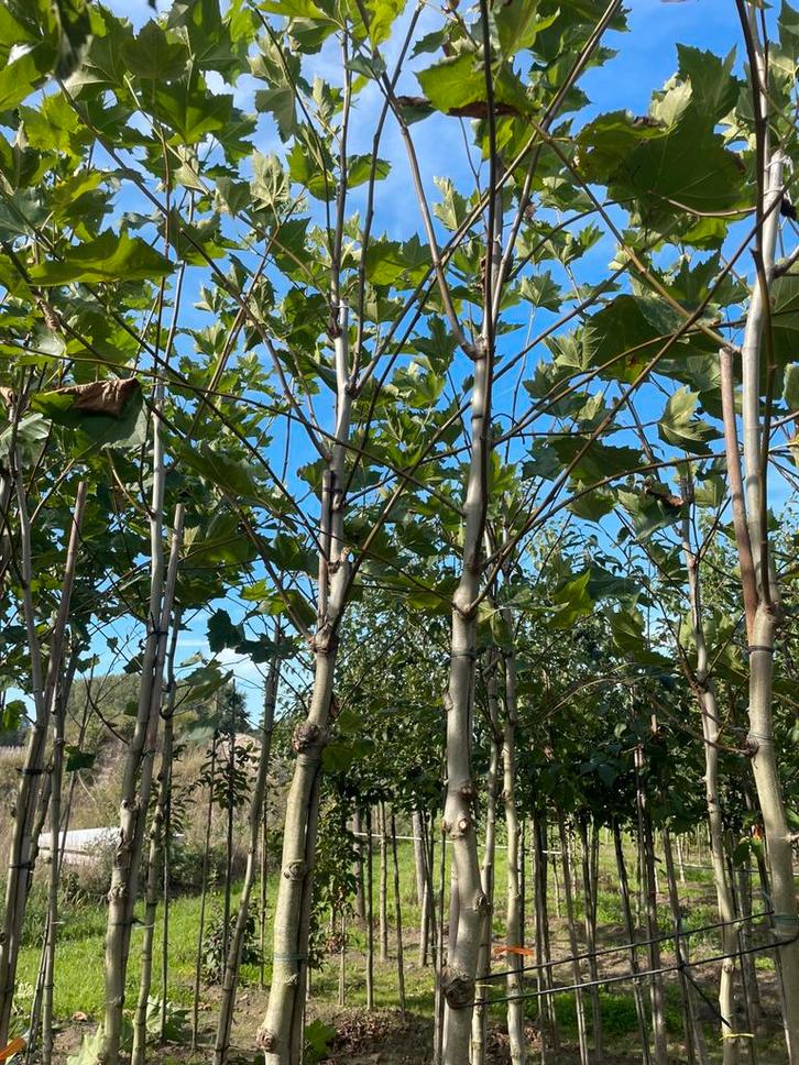 Dak platanen. Dak Liquidambar, Tuin en Terras, Planten | Bomen, Halfschaduw, Ophalen of Verzenden