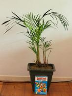 Palm., Overige soorten, Minder dan 100 cm, Ophalen of Verzenden, Halfschaduw