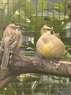 Groene kardinalen, Dieren en Toebehoren, Vogels | Overige Vogels, Meerdere dieren