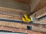 Lizard kanaries, Dieren en Toebehoren, Vogels | Kanaries, Meerdere dieren, Postuurkanarie