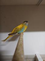 Splendid parkiet pop 2025 Limburg België, Vrouwelijk, Parkiet, Geringd