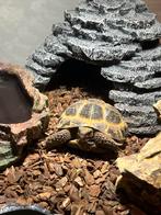 Schildpad, Dieren en Toebehoren, Reptielen en Amfibieën, Schildpad