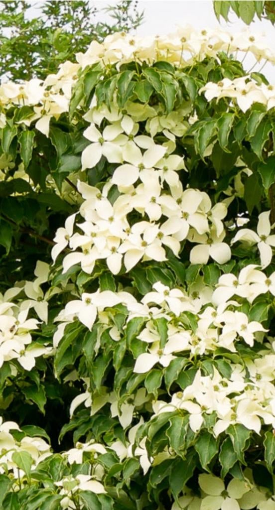 Cornus kousa chinenses, Ophalen, Overige soorten, Minder dan 100 cm