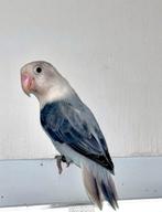 Mooie Jonge Agapornis Fischeri Dd Blauw, Meerdere dieren, Dwergpapegaai of Agapornis, Geringd