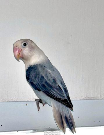 Mooie Jonge Agapornis Fischeri Dd Blauw beschikbaar voor biedingen