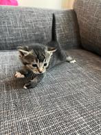 4 poesjes/kittens, Meerdere dieren, Kortharig, 0 tot 2 jaar