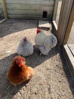 Broedeieren, Geslacht onbekend, Kip