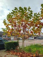 Mooie Plataan Boom te Koop, Tuin en Terras, Bloeit niet, Overige soorten, 250 tot 400 cm, Ophalen