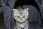 Britse korthaar kittens, Meerdere dieren, Ontwormd