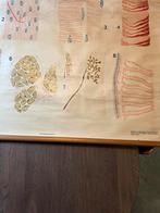 Schoolplaat, Antiek en Kunst, Ophalen of Verzenden, Natuur en Biologie