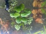 Drijfplanten aquarium, Dieren en Toebehoren, Vissen | Aquaria en Toebehoren, Ophalen, Nieuw, Plant(en), Steen of Hout