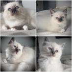 Heilige Birma Kitten, Dieren en Toebehoren, Katten en Kittens | Raskatten | Langhaar, Meerdere dieren, Ontwormd, 0 tot 2 jaar