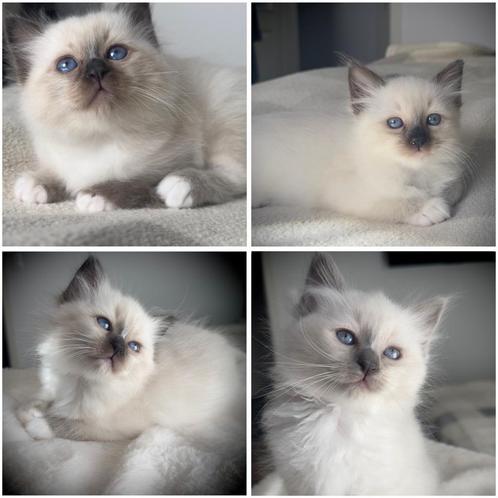 Heilige Birma Kitten, Dieren en Toebehoren, Katten en Kittens | Raskatten | Langhaar, Meerdere dieren, 0 tot 2 jaar, Ontwormd