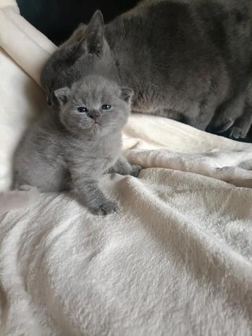 Britse korthaar raszuivere kittens vader kampioens kater  beschikbaar voor biedingen