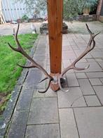 Opgezette Hertenkoppen & Geweien, Ophalen of Verzenden, Vogel, Opgezet dier