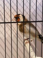 Putter pop 2022, Vrouwelijk, Wildzangvogel, Geringd