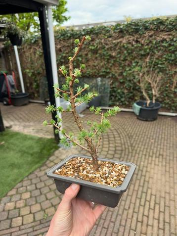 Larix pre bonsai  beschikbaar voor biedingen