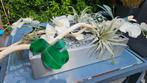 Prachtige kunstplant.kunstbloemen
Verzendkosten koper, Tuin en Terras, Ophalen of Verzenden, Zomer