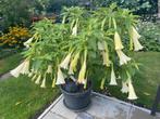 Datura, Volle zon, Vaste plant, Zomer, Ophalen