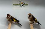 Bloemputters - Carduelis carduelis, Dieren en Toebehoren, Vogels | Overige Vogels, Meerdere dieren, Wildzangvogel, Geringd