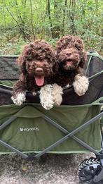 Lagotto Romagnola, Dieren en Toebehoren, Rabiës (hondsdolheid), Overige rassen, 8 tot 15 weken, Meerdere