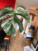 Monstera Albo Stek (nr. 6) met Variegatie, Ophalen of Verzenden