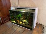 Superfish 110 liter compleet , vissen en garnalen, Ophalen, Zo goed als nieuw, Gevuld zoetwateraquarium