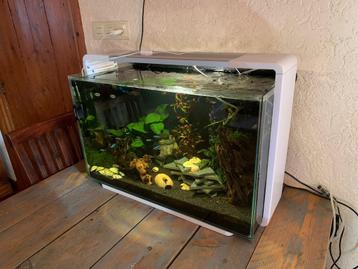 Superfish 110 liter compleet , vissen en garnalen beschikbaar voor biedingen